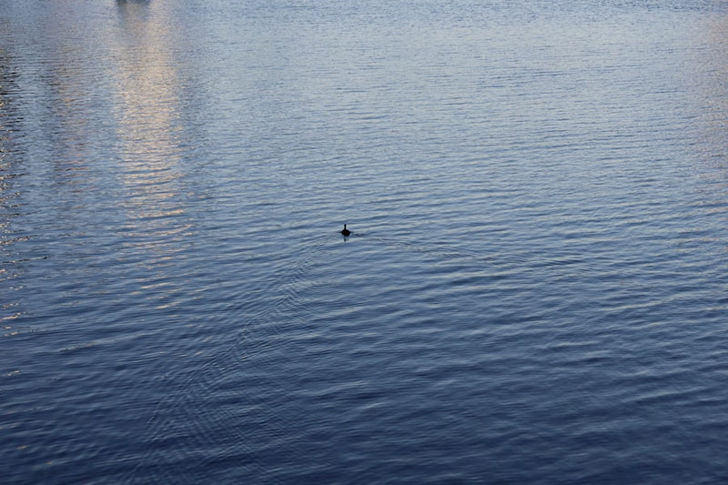 A lone dolphin swims in calm blue water.