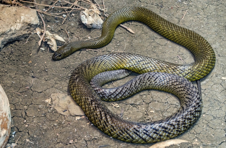 black and brown snake on ground