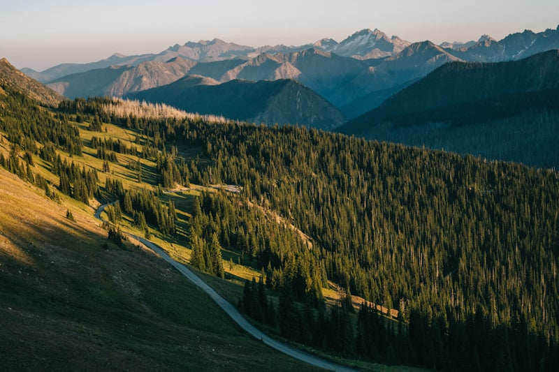 green pine trees on mountain during daytime