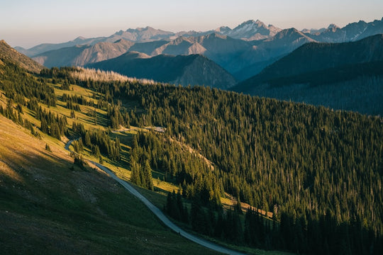green pine trees on mountain during daytime