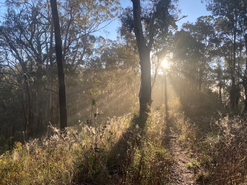 the sun is shining through the trees in the woods