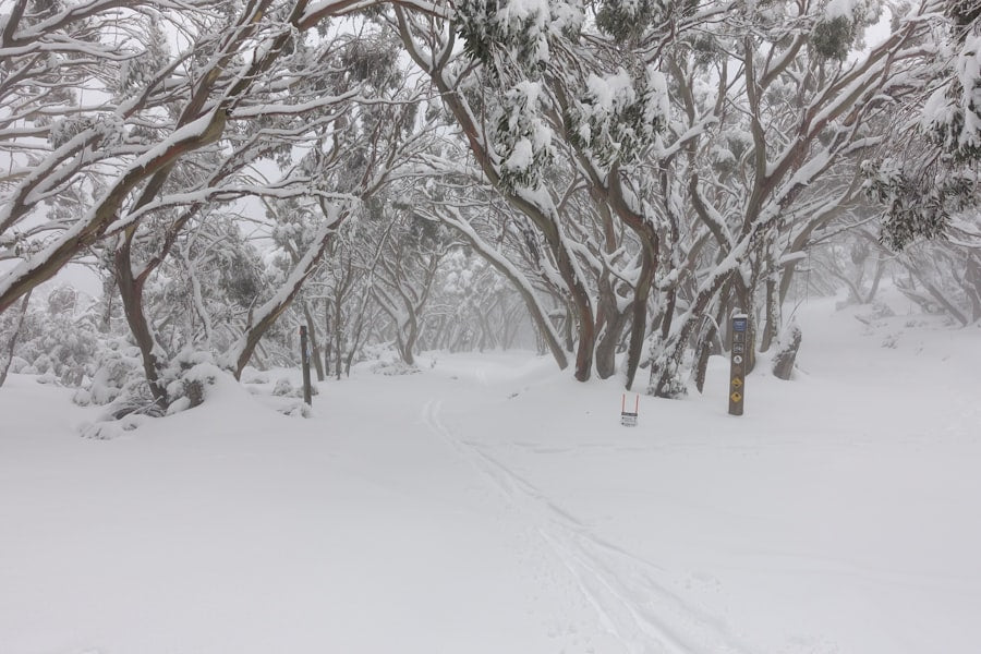 a snowy road with trees on either side of it