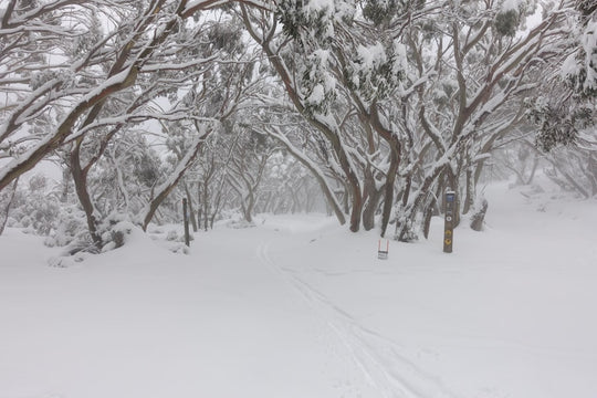 a snowy road with trees on either side of it