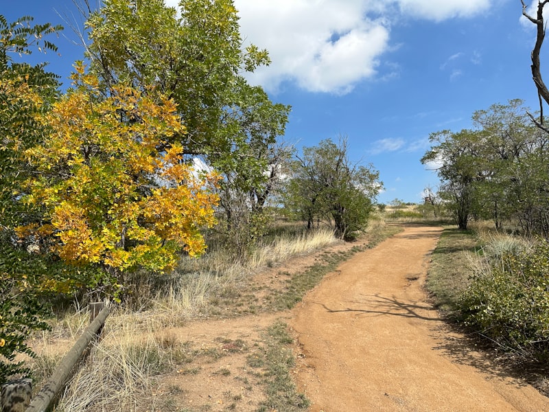 a dirt road with trees on either side of it