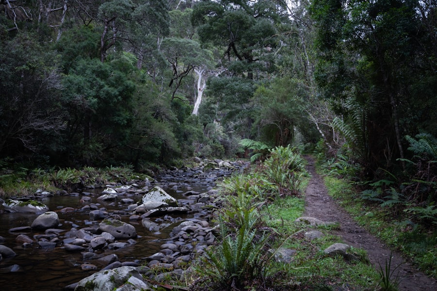 A stream running through a lush green forest