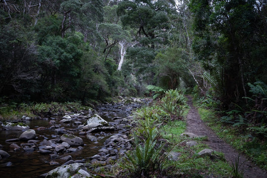 A stream running through a lush green forest