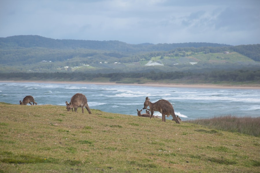 Kangaroos graze on a grassy hill near the ocean.