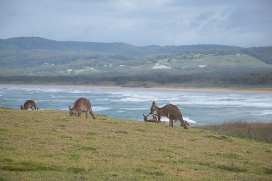 Kangaroos graze on a grassy hill near the ocean.