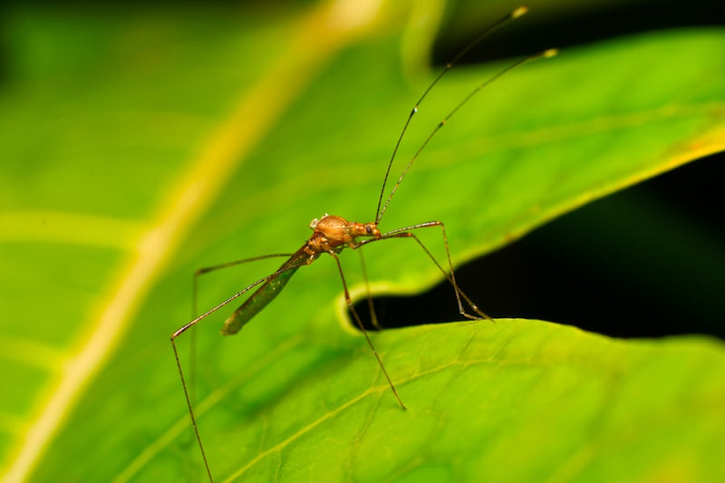 A mosquito rests on a vibrant green leaf.