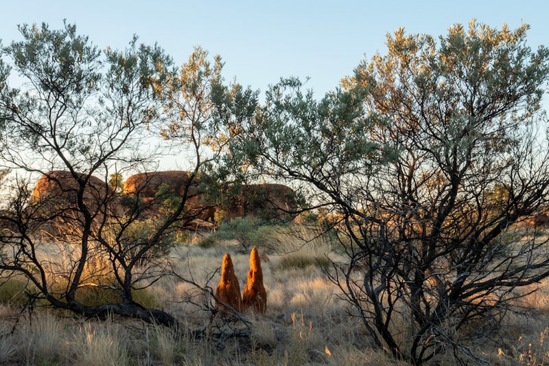 Two termite mounds in a dry australian landscape.