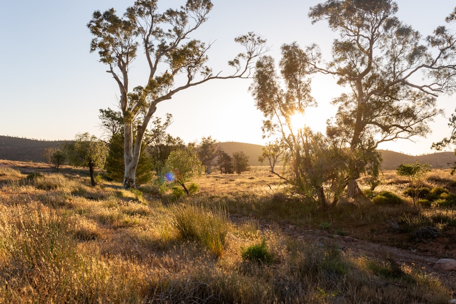 Golden sunlight streams through eucalyptus trees in a dry landscape.