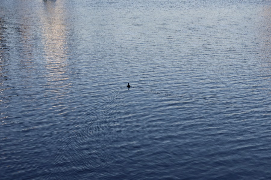 A lone dolphin swims in calm blue water.