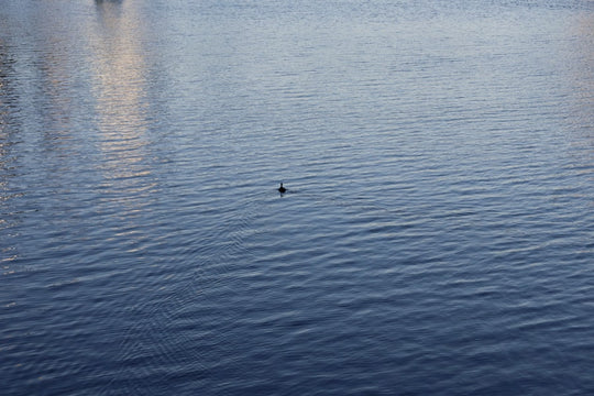 A lone dolphin swims in calm blue water.