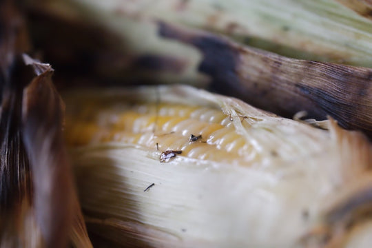 Close-up of corn on the cob with burnt husks.