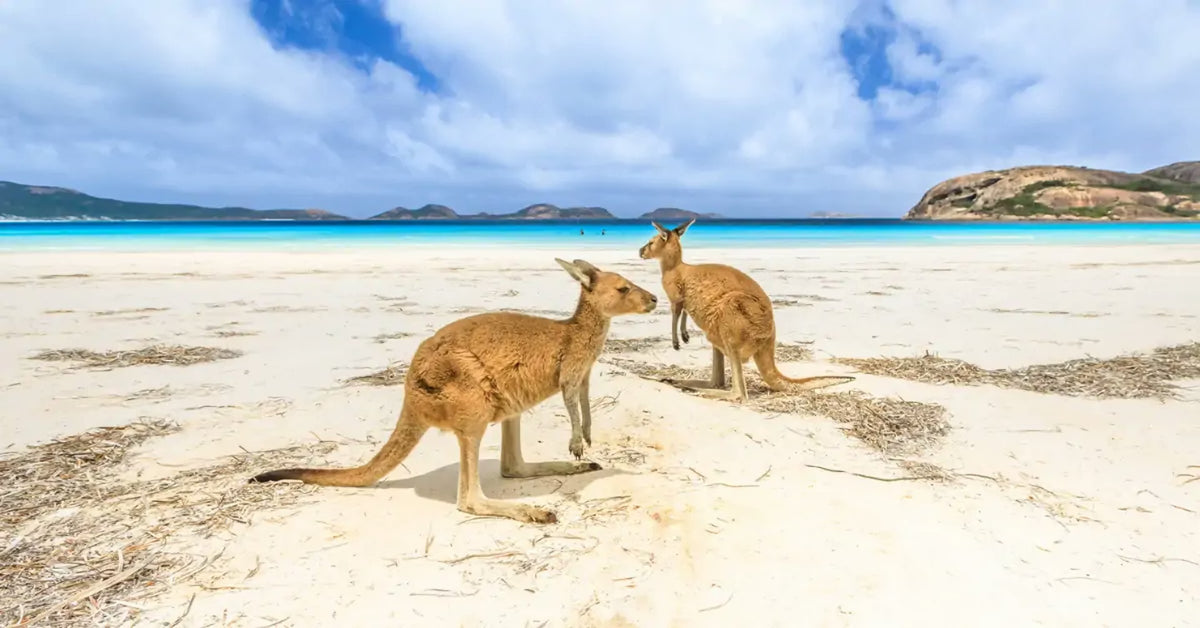 Two kangaroos on a white-sand beach